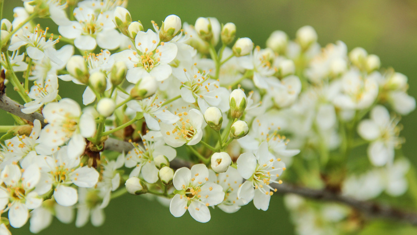 Prunus mahaleb цветки