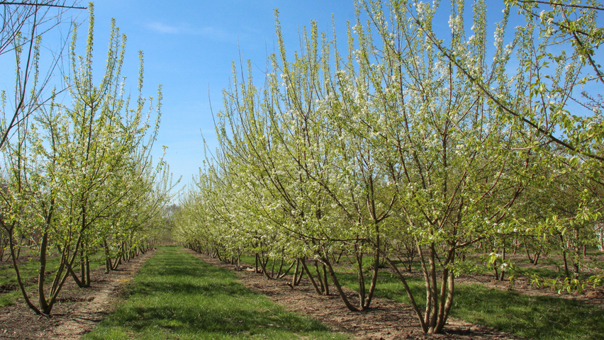 Prunus mahaleb Многоствольные деревья