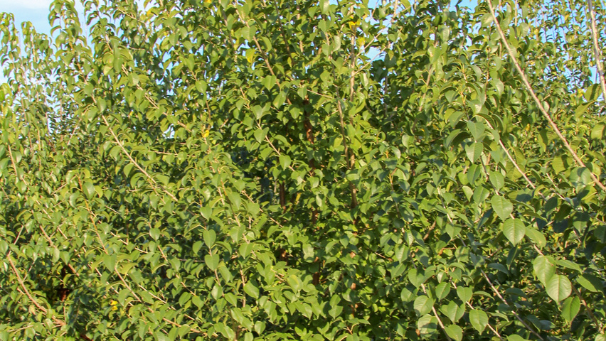 Prunus mahaleb Многоствольные деревья