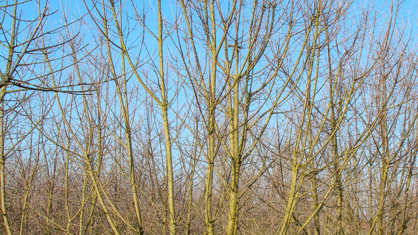 Prunus mahaleb Многоствольные деревья