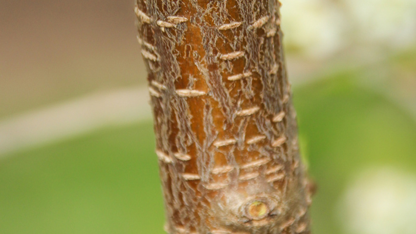 Prunus mahaleb ветви