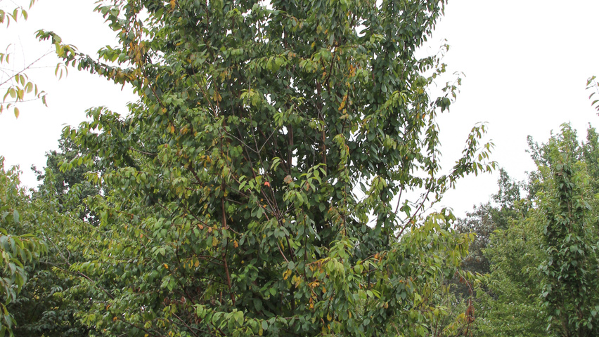 Prunus 'Mahogany Lustre' beveerd