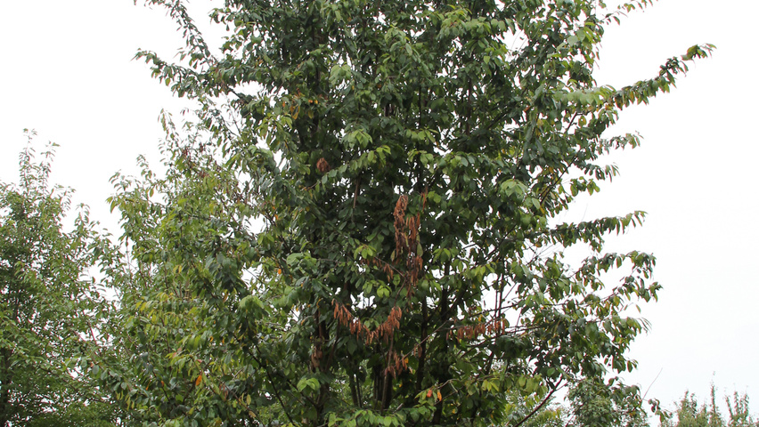 Prunus 'Mahogany Lustre' beveerd