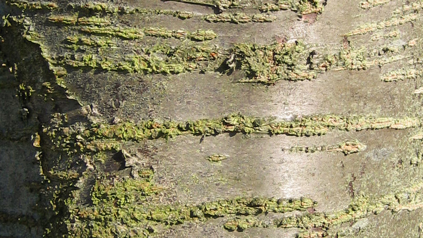 Prunus 'Okame' Rinden