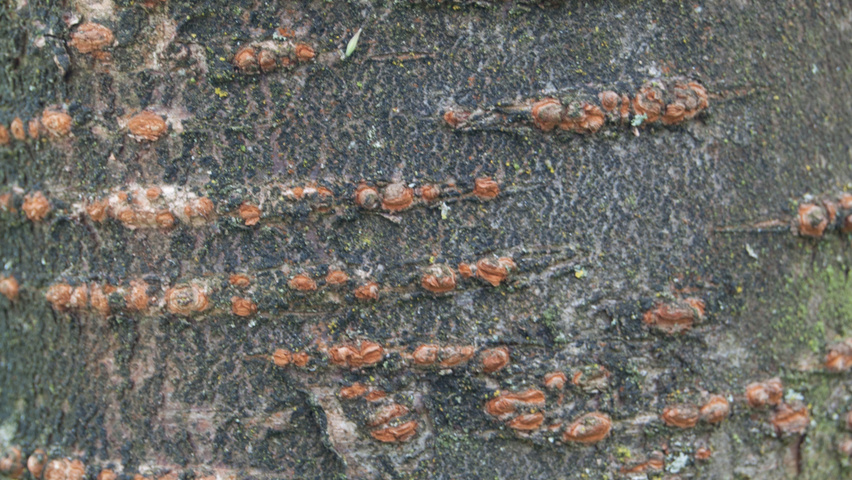 Prunus 'Okame' Rinden