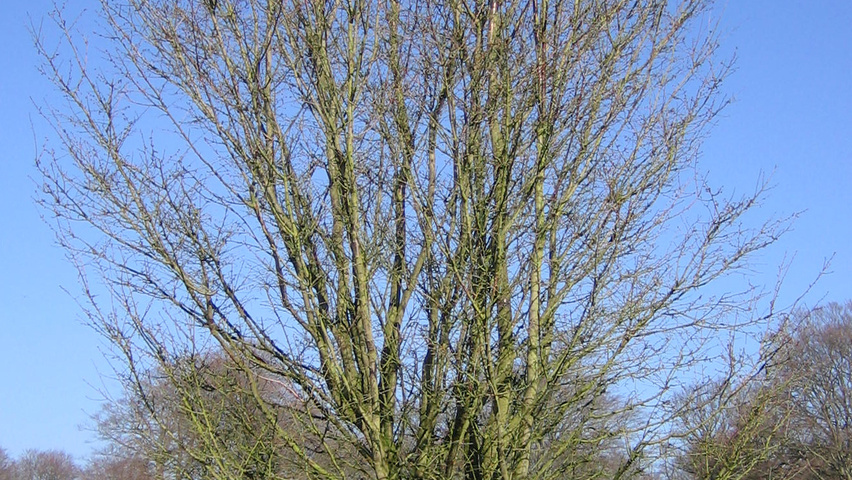 Prunus 'Okame' charakteristische