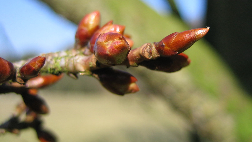 Prunus 'Okame' Blumen