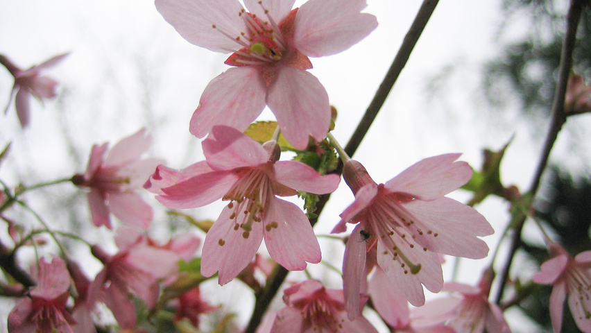 Prunus 'Okame' Blumen