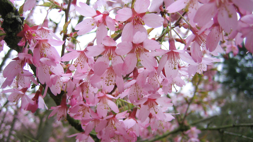 Prunus 'Okame' Blumen