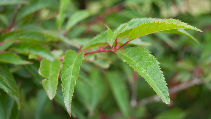 Prunus 'Okame' Blatt