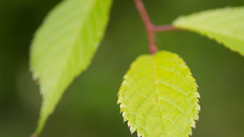 Prunus 'Okame' Blatt