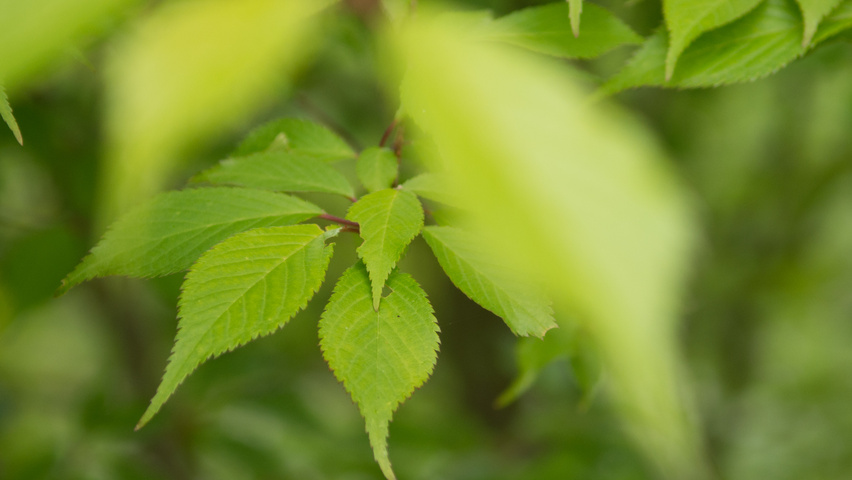 Prunus 'Okame' Blatt