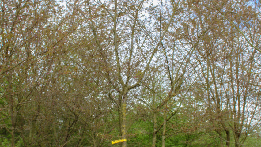 Prunus 'Okame' mehrstämmige