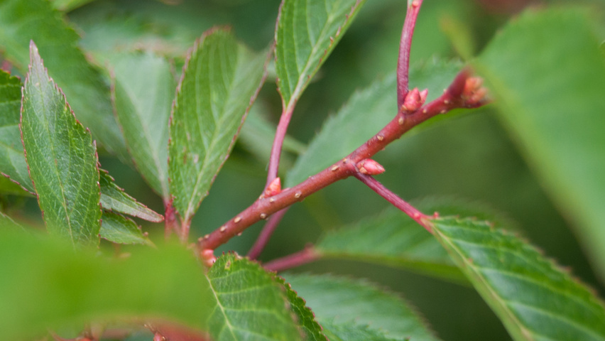 Prunus 'Okame' Zweige