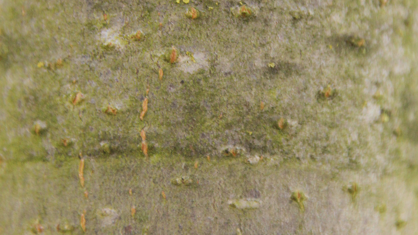 Prunus padus 'Albertii' bark