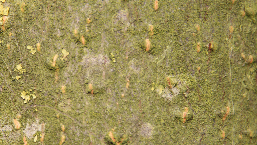 Prunus padus 'Albertii' bark