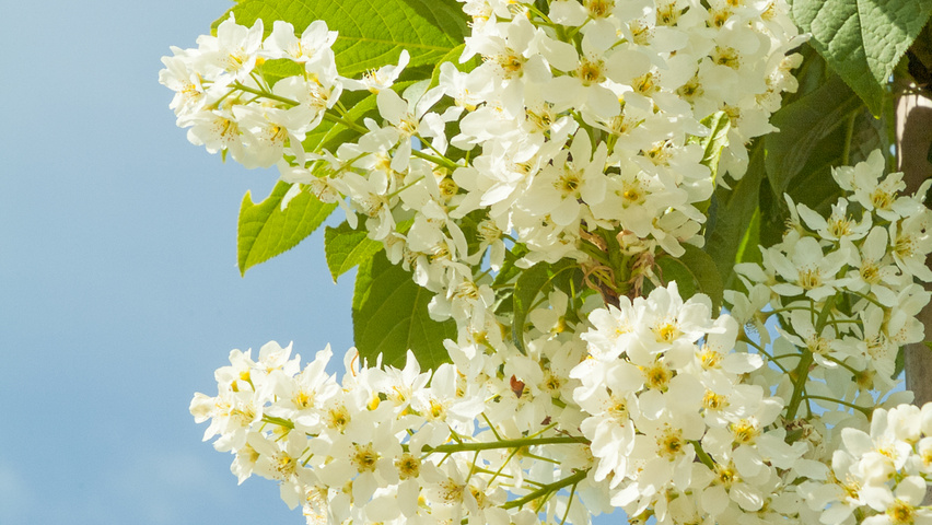 Prunus padus 'Albertii' flowers