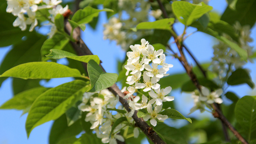 Prunus padus 'Albertii' flowers