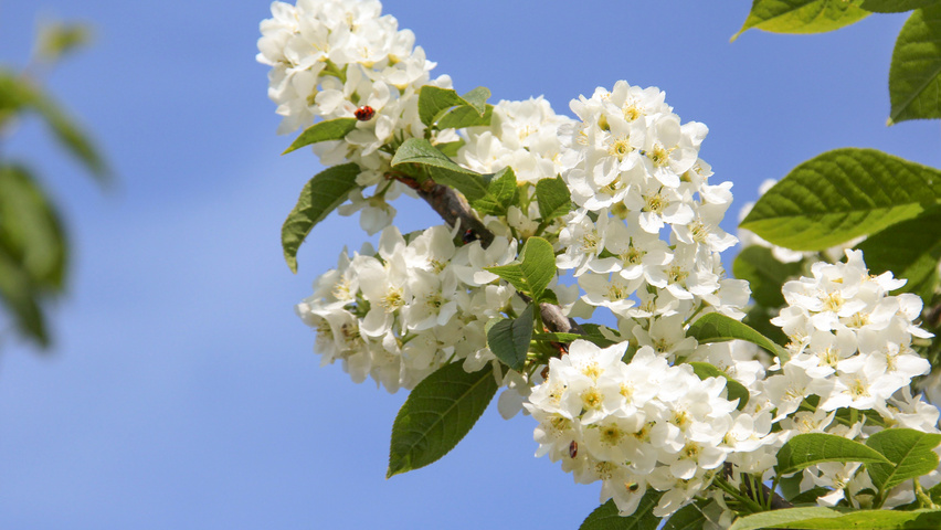 Prunus padus 'Albertii' flowers