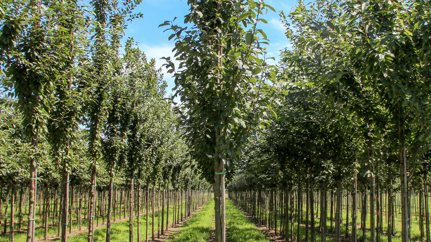 Prunus padus 'Albertii' standard tree
