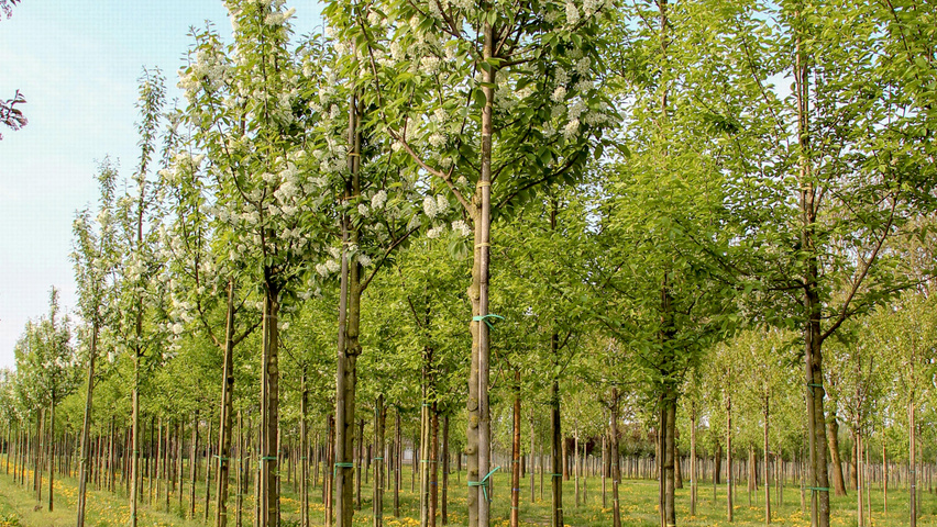 Prunus padus 'Albertii' standard tree