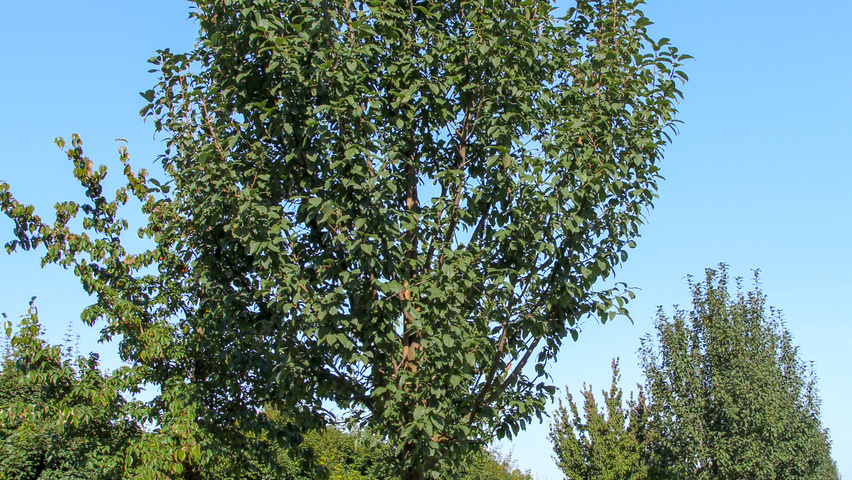 Prunus padus 'Albertii' standard tree