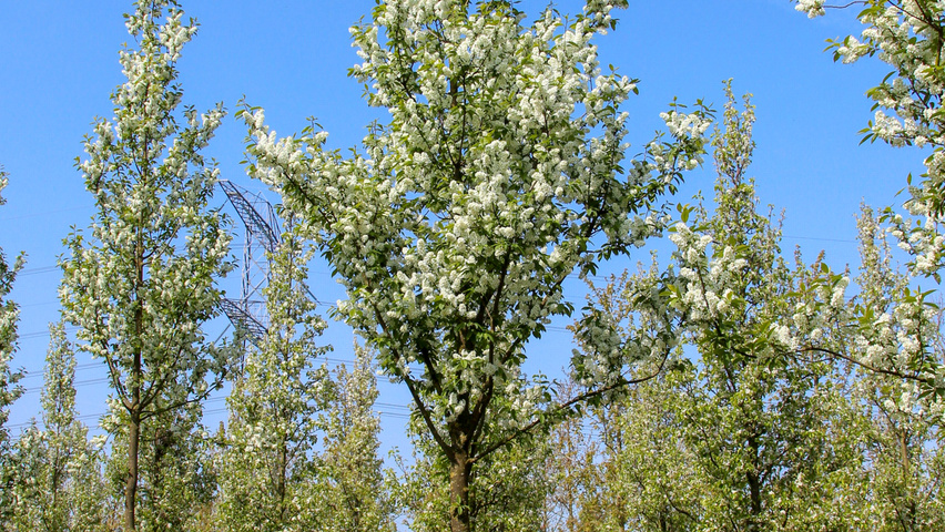 Prunus padus 'Albertii' standard tree