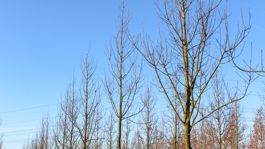 Prunus padus 'Albertii' standard tree