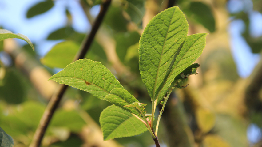 Prunus padus 'Albertii' leaves