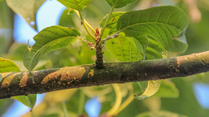 Prunus padus 'Albertii' twigs