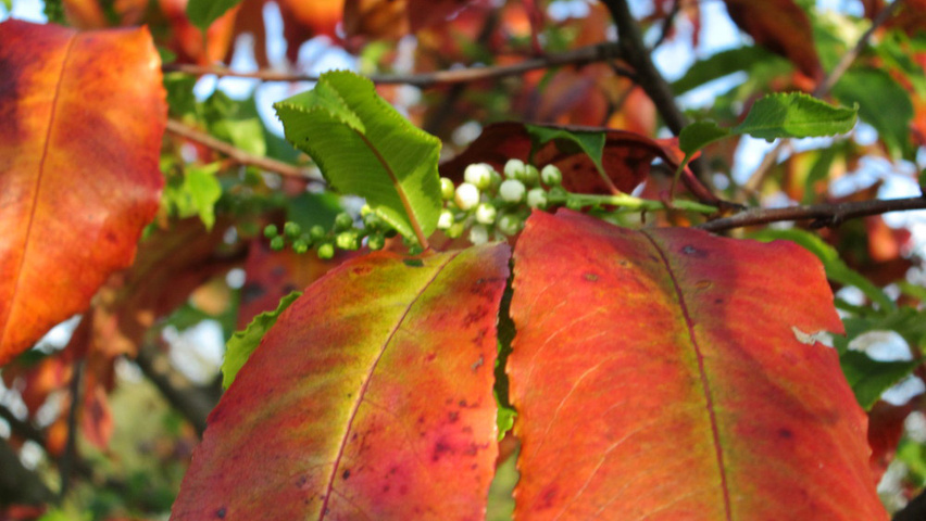 Prunus padus herfstblad