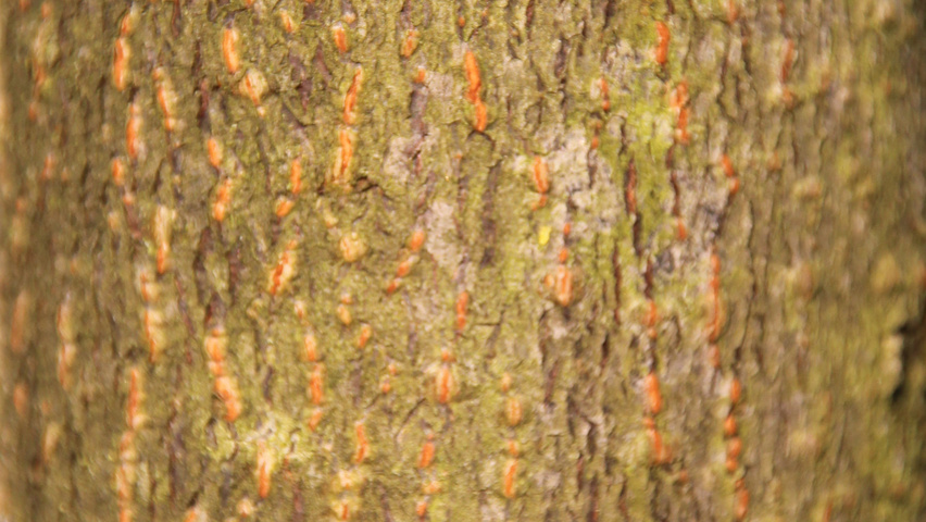 Prunus padus 'Colorata' tronc