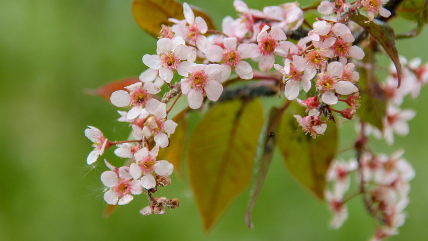 Prunus padus 'Colorata' fleurs