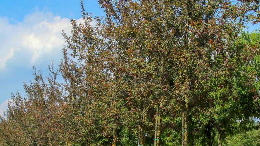 Prunus padus 'Colorata' haute tige