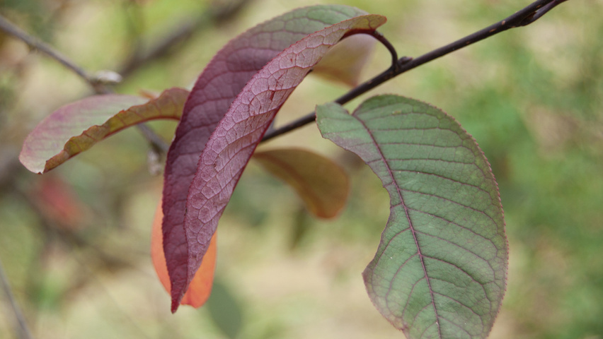 Prunus padus 'Colorata' Feuilles