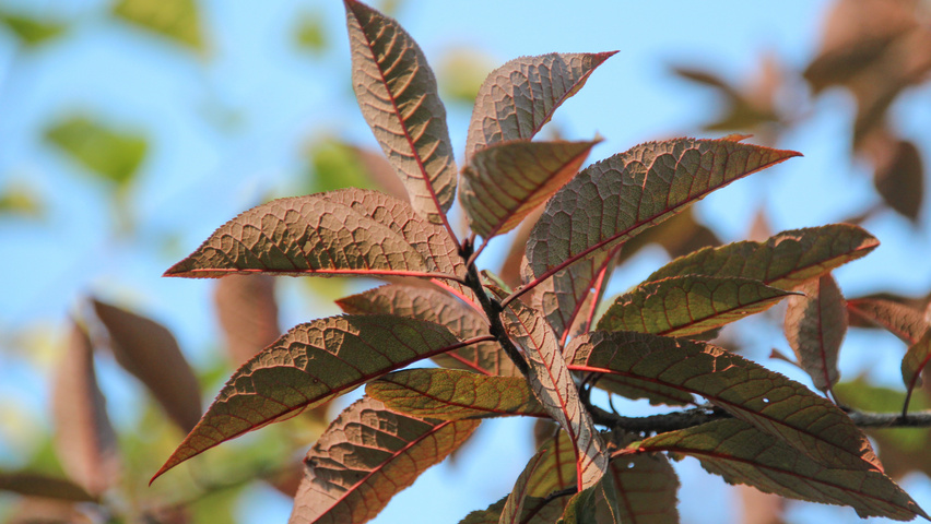 Prunus padus 'Colorata' Feuilles