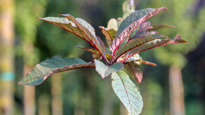Prunus padus 'Colorata' Feuilles