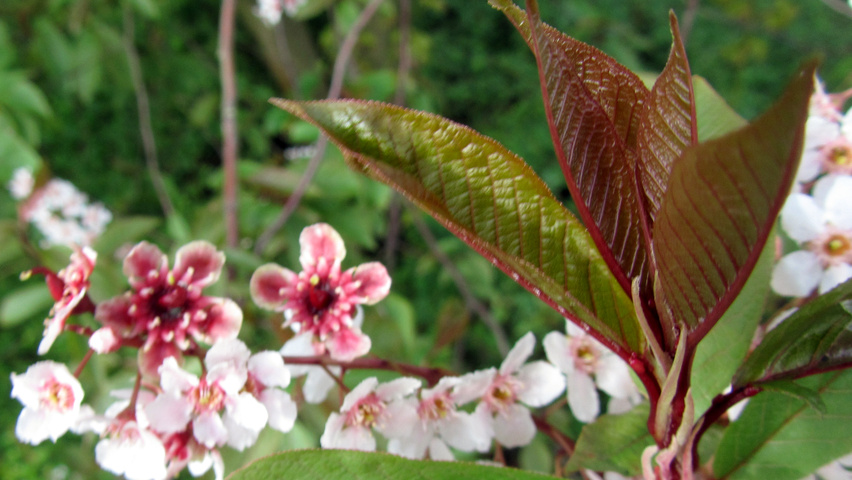 Prunus padus 'Colorata' Feuilles