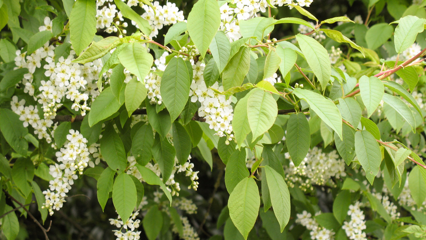 Prunus padus bloem