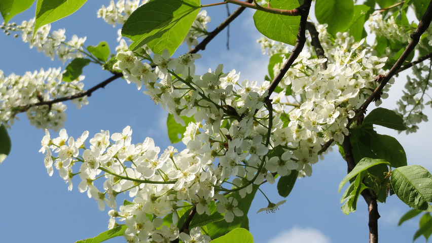 Prunus padus bloem