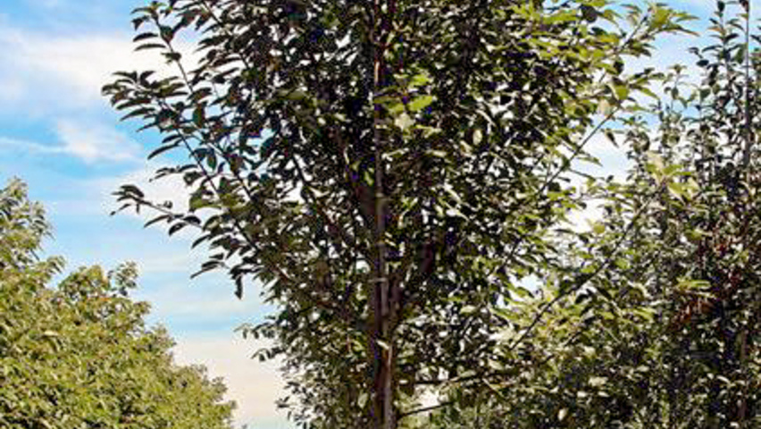 Prunus padus hoogstam