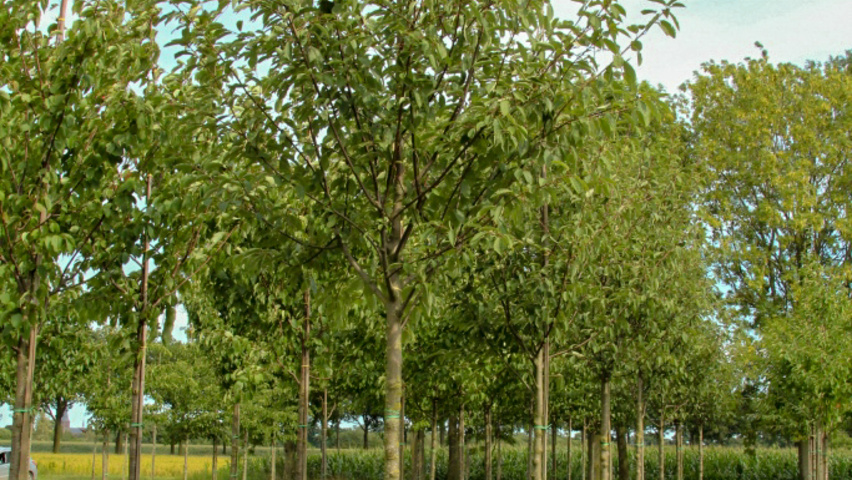 Prunus padus hoogstam