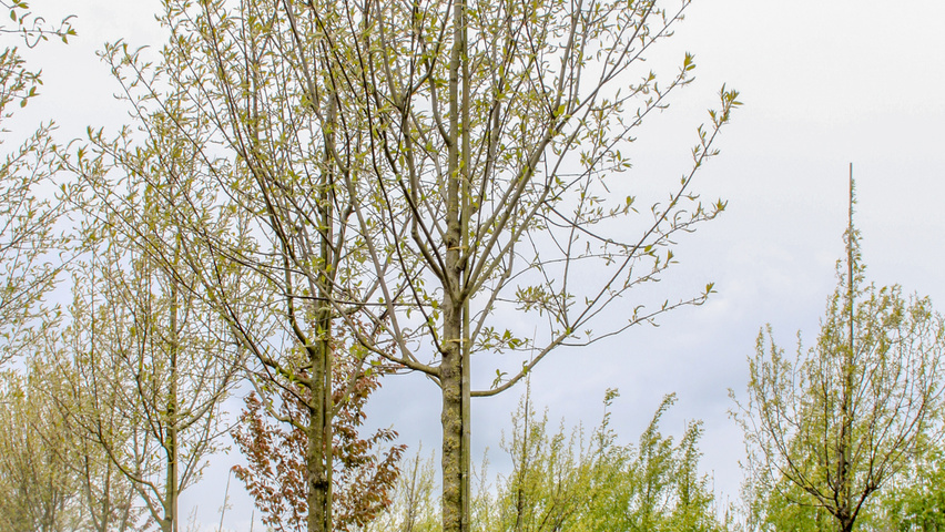 Prunus padus | TreeEbb | Cистема онлайн-поиска деревьев | Питомник Ebben
