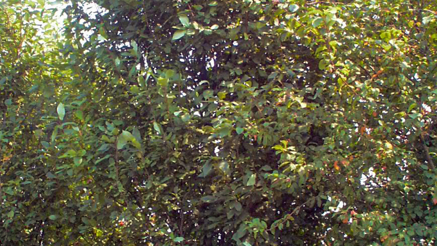 Prunus padus meerstammig