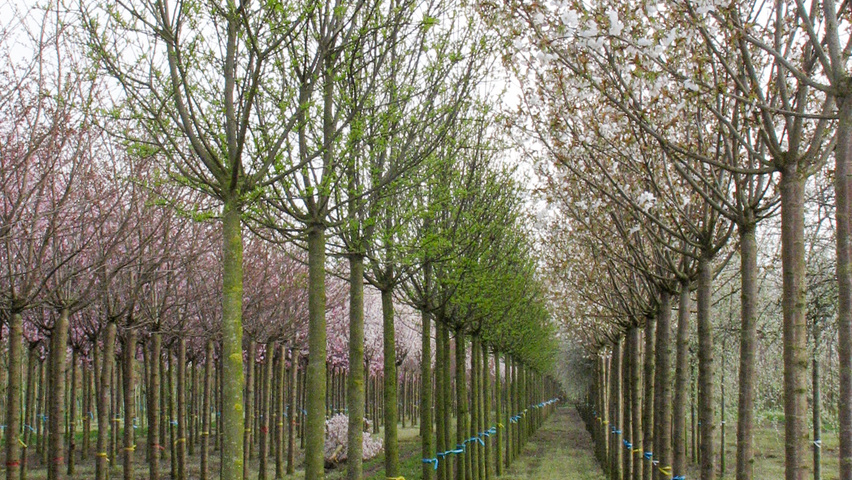 Prunus padus 'Nana' haute tige