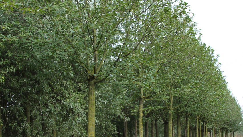 Prunus padus 'Nana' boule