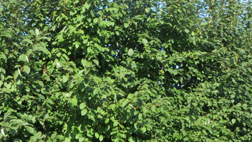 Prunus padus solitair heesters