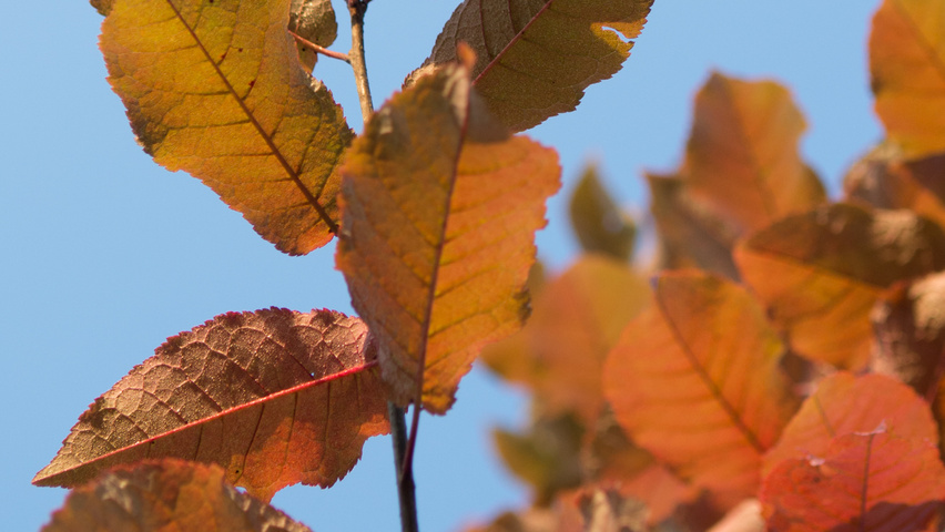 Prunus padus 'Tiefurt' liście jesienią