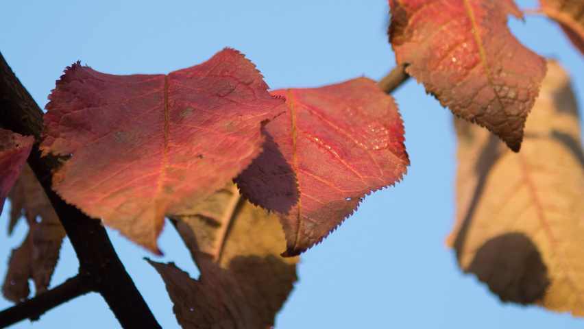 Prunus padus 'Tiefurt' liście jesienią