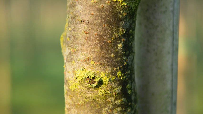 Prunus padus 'Tiefurt' kora